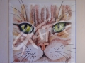 Gatto 1
